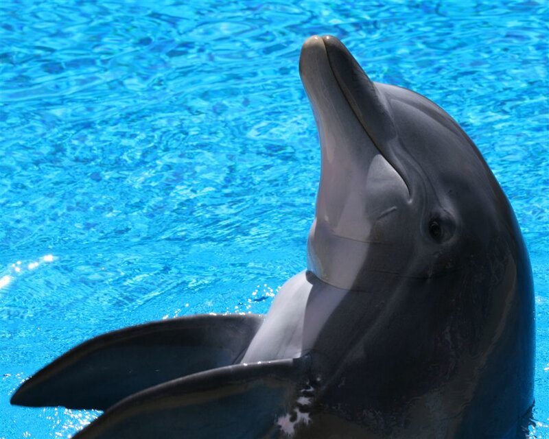 Dolphin in Water — Blue