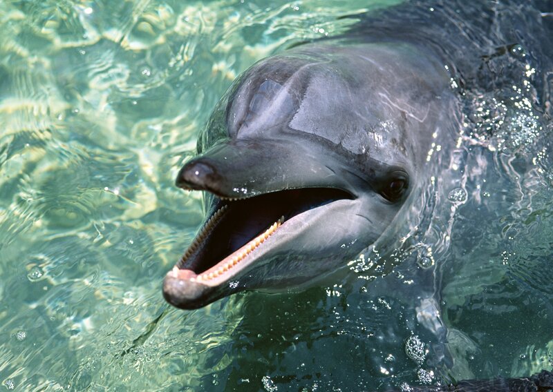 Dolphin in Water — Gray, Calm, Afternoon