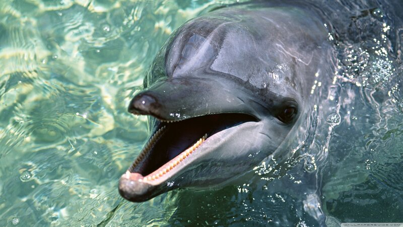 Dolphin in Water — Gray, Calm, Photograph