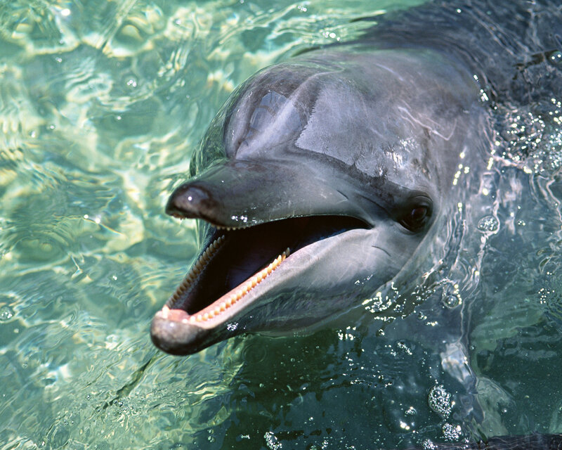 Dolphin in Water — Gray, Calm