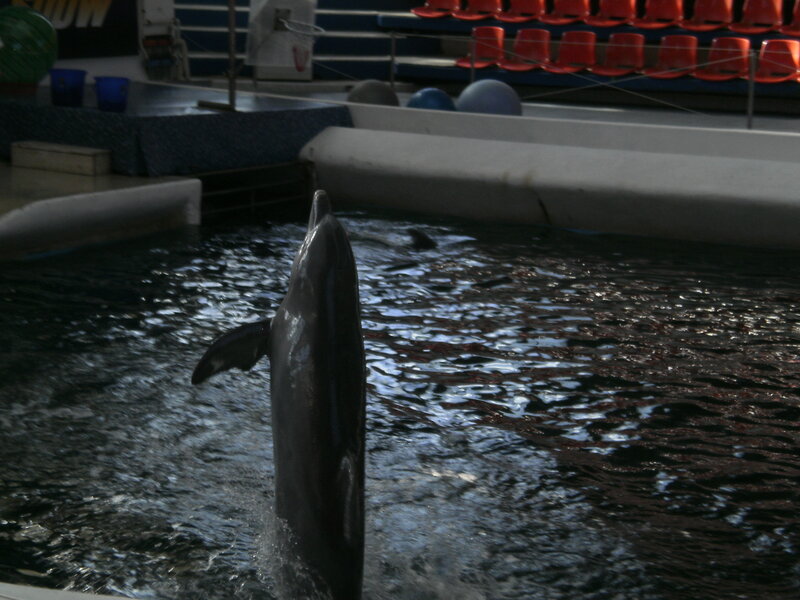 Dolphin in Water — Gray