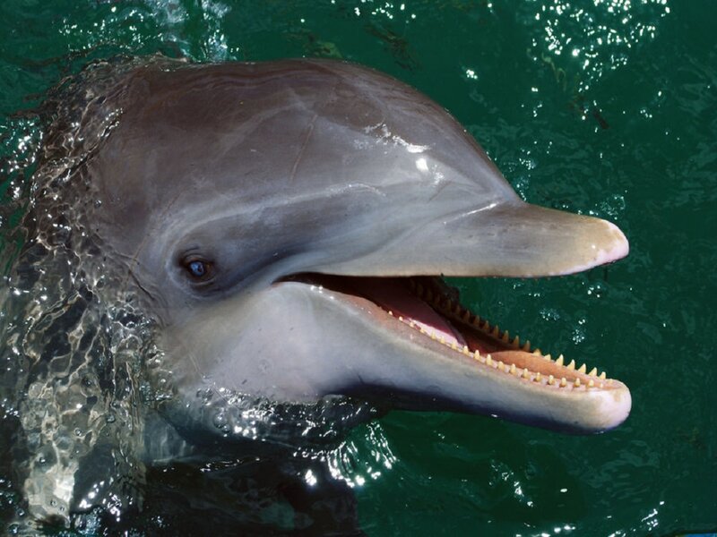 Dolphin in Water — Green