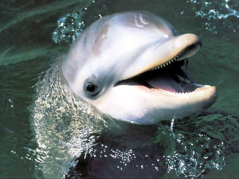 Dolphin in Water