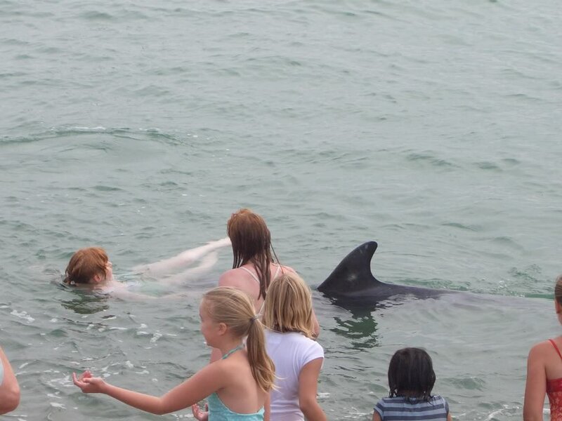 Dolphin in Water with People