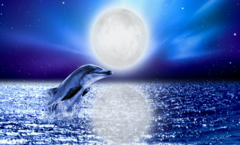 Dolphin Jumping at Night — Blue, Serene, Digital Art, Moon, Ocean