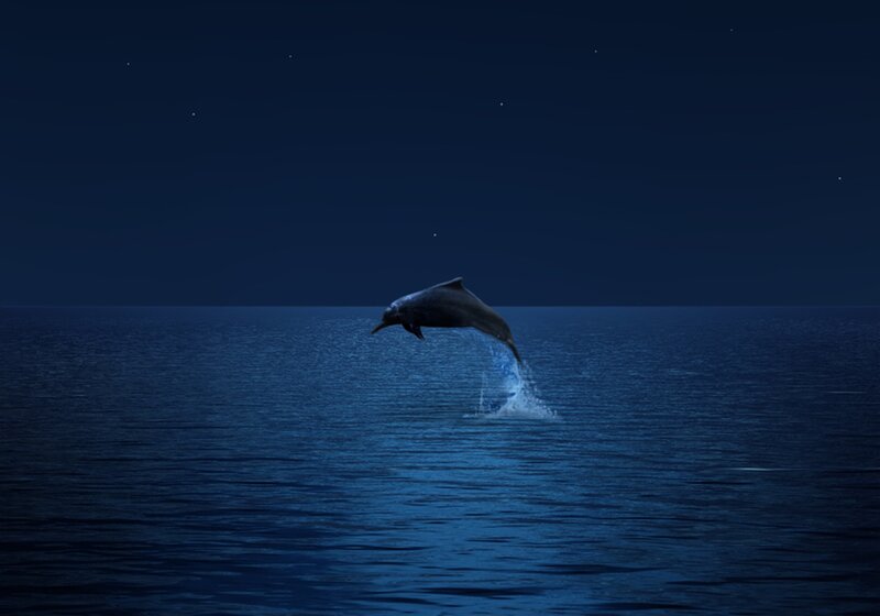 Dolphin Jumping at Night — Blue, Serene, Photograph