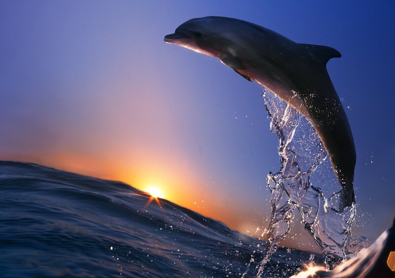 Dolphin Jumping at Sunset — Blue, Dramatic, Photograph