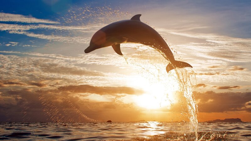 Dolphin Jumping at Sunset — Blue, Dramatic