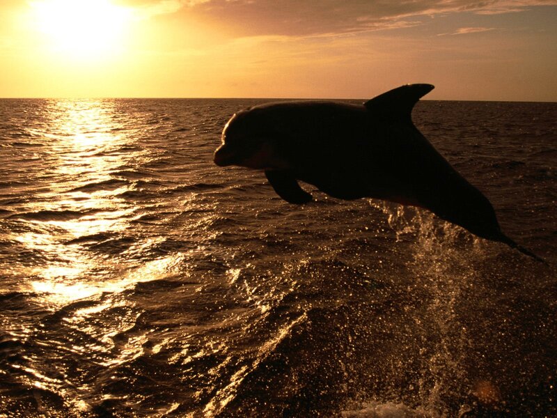 Dolphin Jumping at Sunset — Gold, Serene, Photograph, Ocean