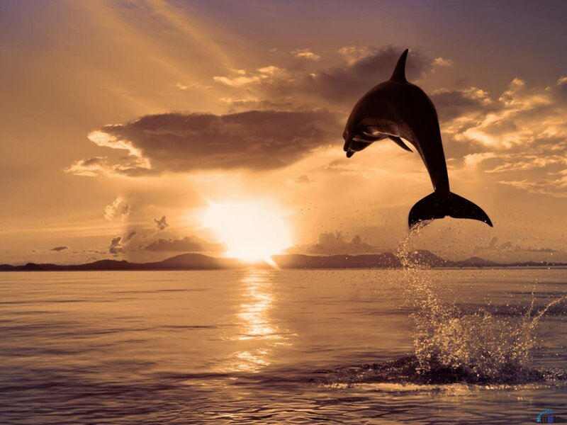 Dolphin Jumping at Sunset — Gold