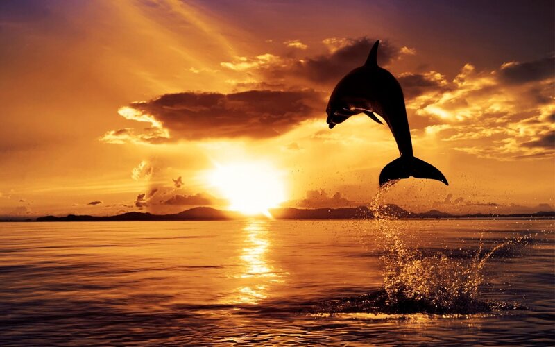 Dolphin Jumping at Sunset — Orange, Dramatic, Photograph, Sun, Ocean
