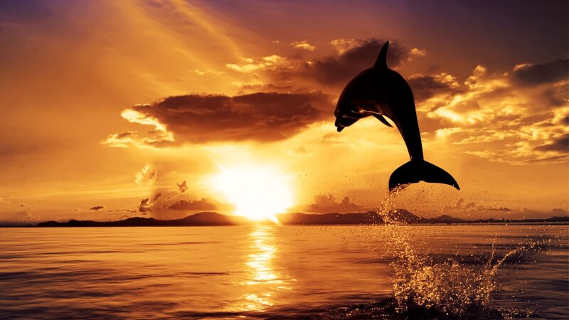 Dolphin Jumping at Sunset — Orange, Dramatic, Photograph, Sun