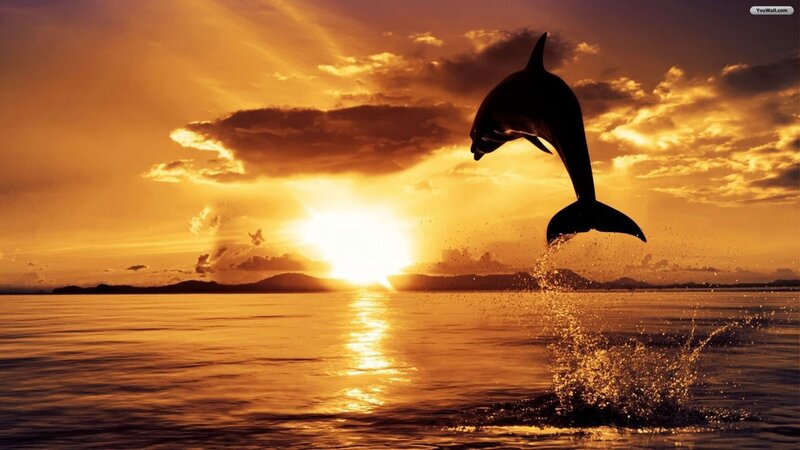 Dolphin Jumping at Sunset — Orange, Serene, Photograph, Sun, Ocean, Clouds, Splashing Water