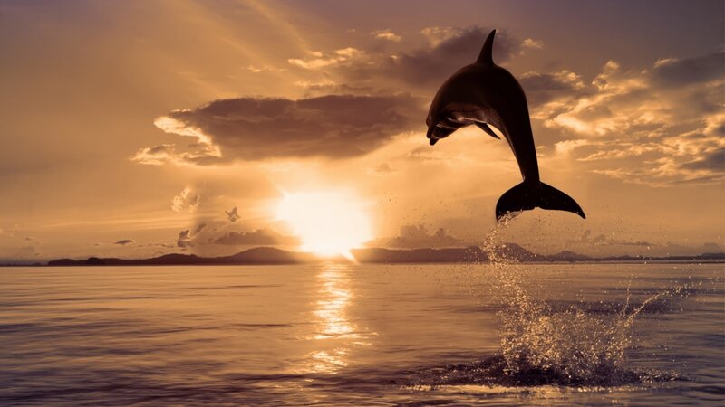 Dolphin Jumping at Sunset — Orange, Serene, Photograph, Sun, Ocean, Clouds