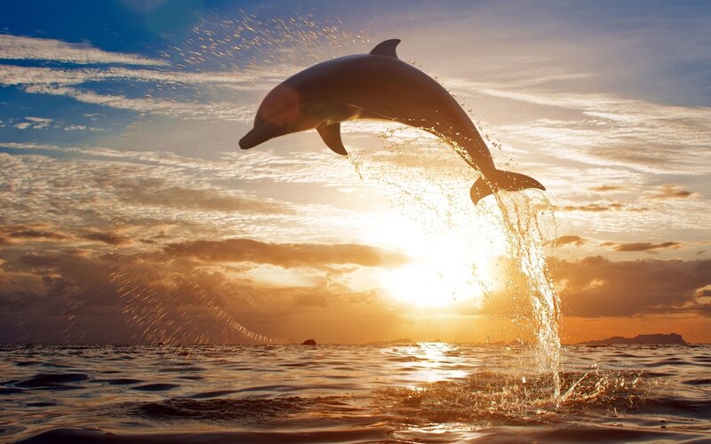 Dolphin Jumping at Sunset — Orange, Serene, Photograph, Sun