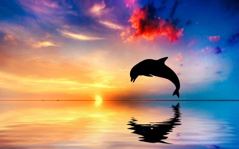 Dolphin Jumping at Sunset — Orange, Serene, Photograph