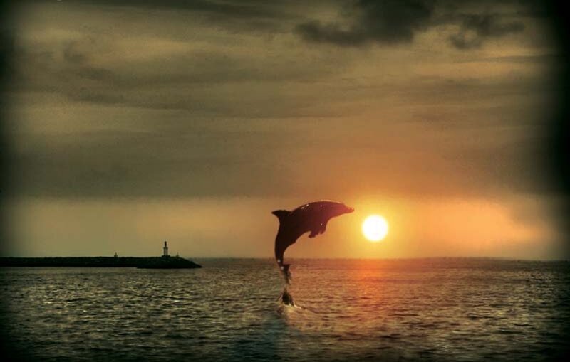 Dolphin Jumping at Sunset — Orange