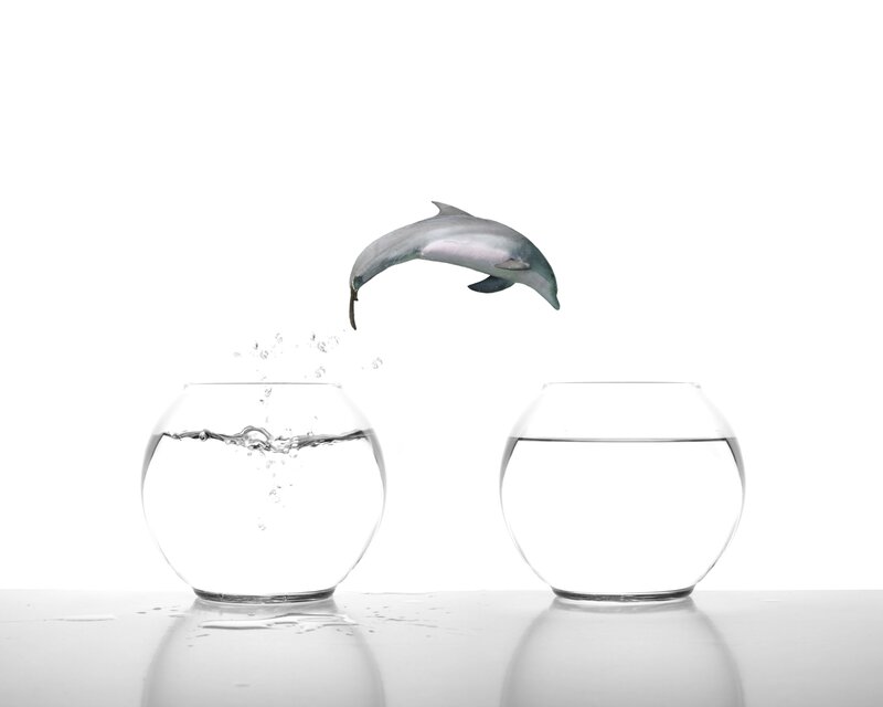 dolphin jumping between fishbowls