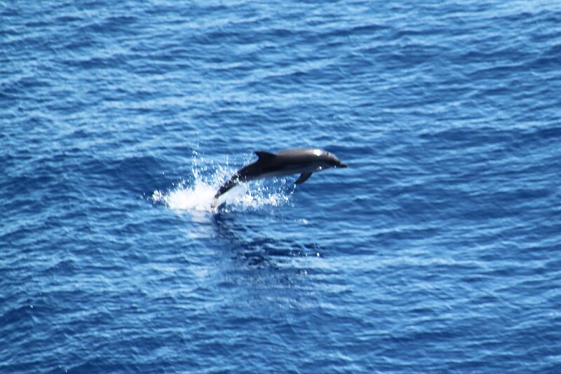 Dolphin Jumping — Blue, Active