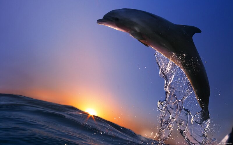 Dolphin Jumping — Blue, Dramatic, Sunset, Photograph