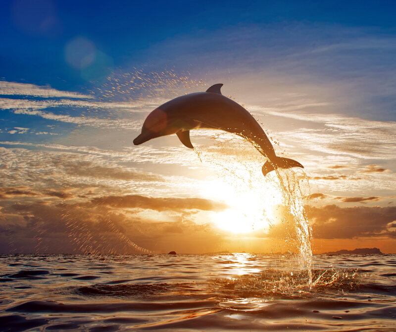 Dolphin Jumping — Blue, Dramatic, Sunset
