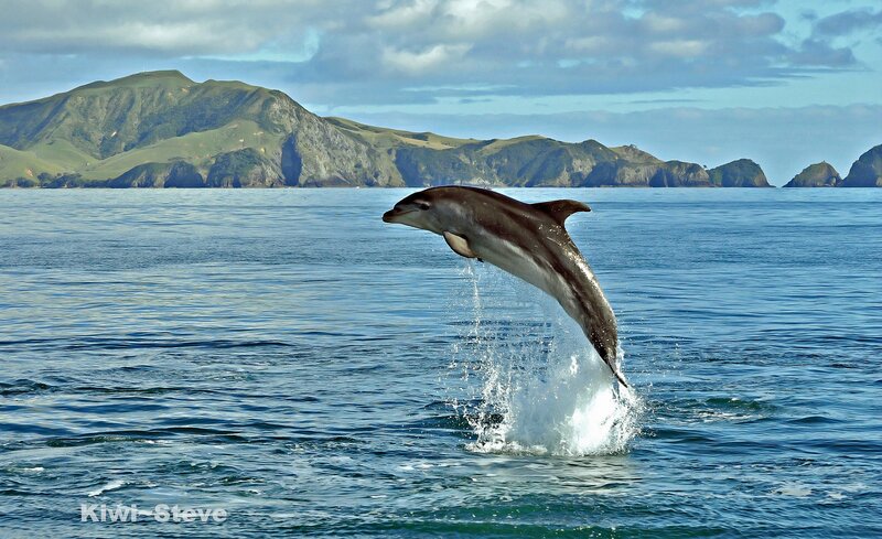 Dolphin Jumping — Blue, Dynamic, Afternoon, Photograph, Ocean, Mountain