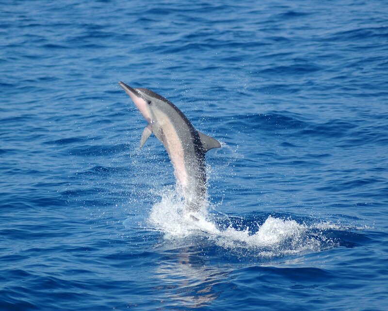 Dolphin Jumping — Blue, Dynamic, Afternoon, Photograph, Ocean, Splash, White