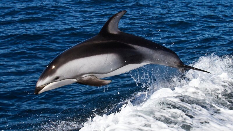 Dolphin Jumping — Blue, Dynamic, Afternoon, Photograph, Ocean