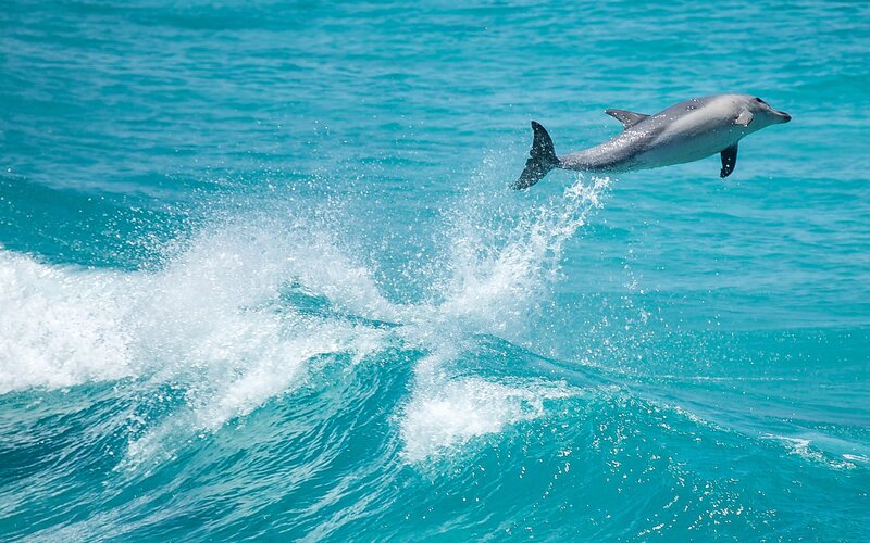 Dolphin Jumping — Blue, Dynamic, Afternoon, Photograph, Ocean, Wave