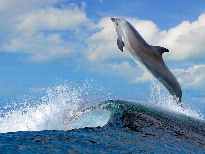 Dolphin Jumping — Blue, Dynamic, Afternoon, Photograph