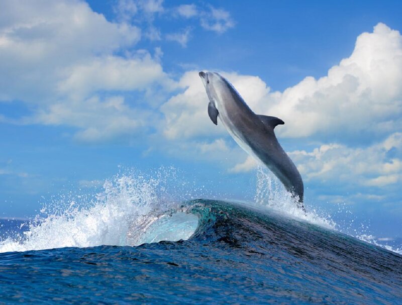 Dolphin Jumping — Blue, Dynamic, Afternoon