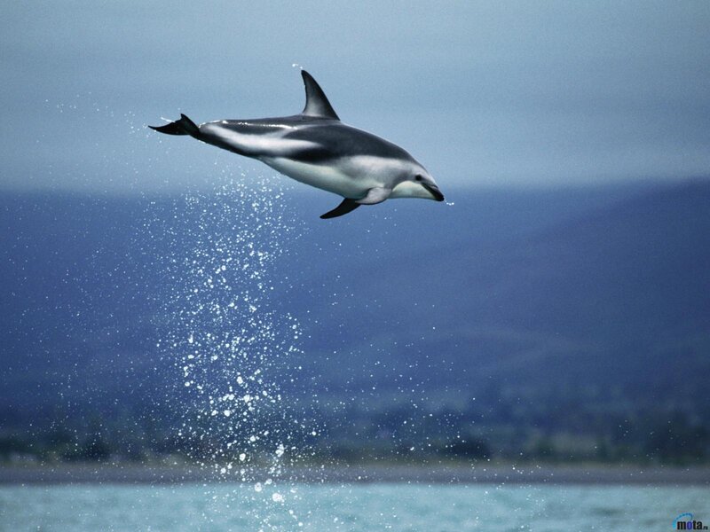 Dolphin Jumping — Blue, Dynamic, Photograph