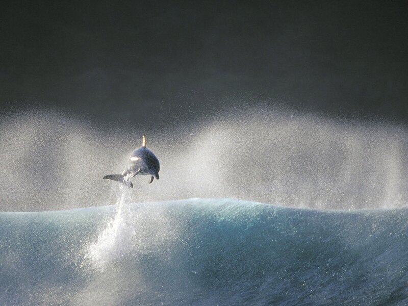 Dolphin Jumping — Blue, Dynamic, Photograph, Wave