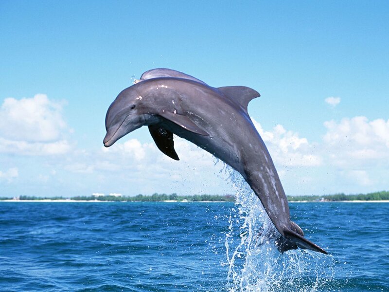 Dolphin Jumping — Blue