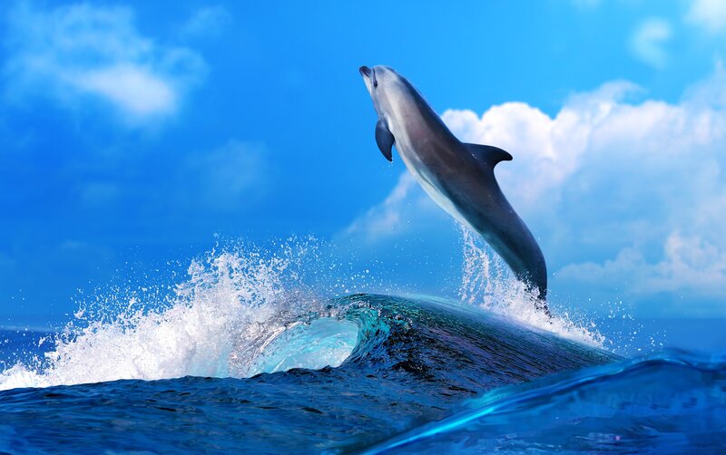 Dolphin Jumping from Wave — Blue