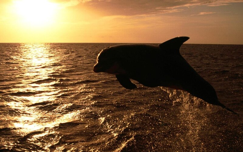 Dolphin Jumping — Gold, Serene, Sunset, Photograph