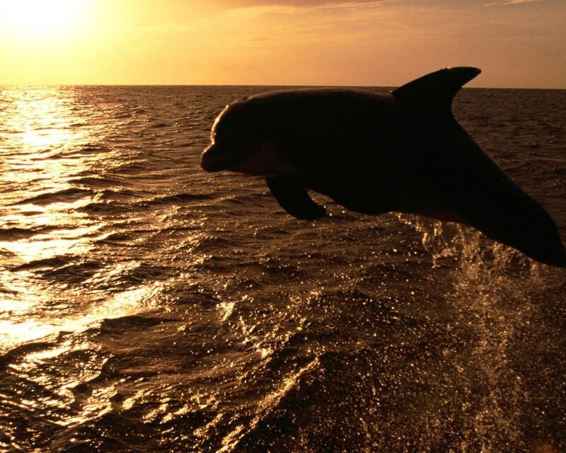 Dolphin Jumping — Gold, Serene, Sunset