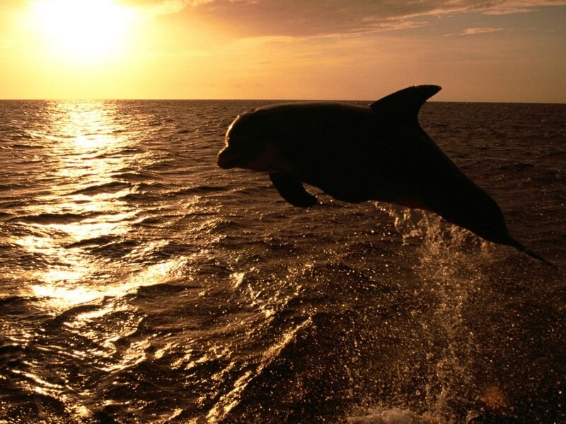 Dolphin Jumping — Gold, Serene