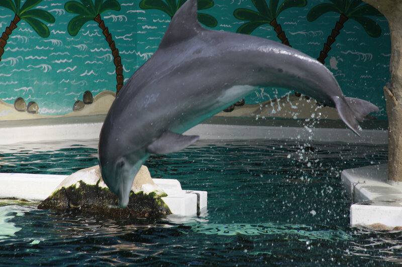 Dolphin Jumping — Gray