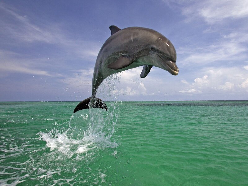 Dolphin Jumping — Green, Dynamic
