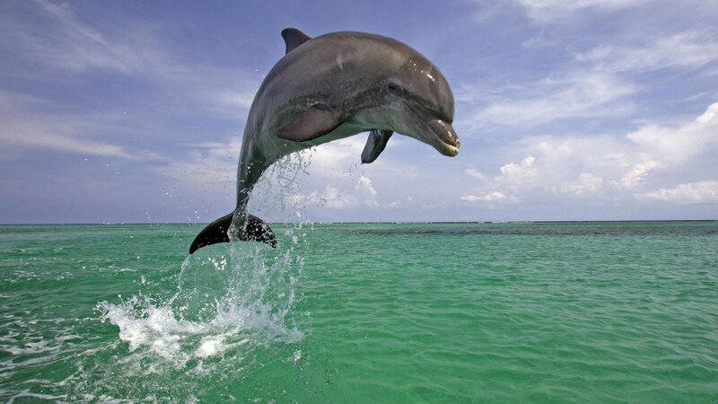 Dolphin Jumping — Green