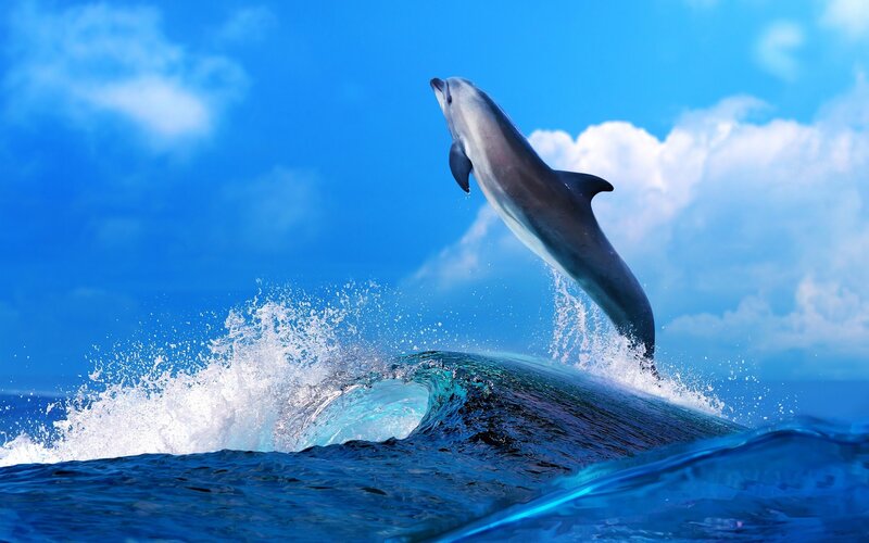 Dolphin Jumping in Ocean — Blue, Dynamic, Afternoon, Photograph, Sky
