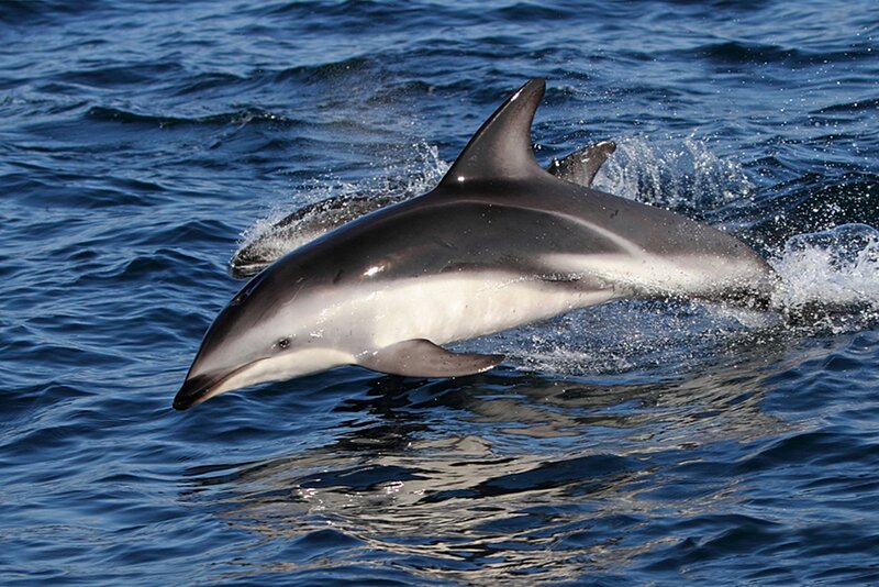 Dolphin Jumping in Ocean — Blue, Dynamic, Afternoon, Photograph, Splash