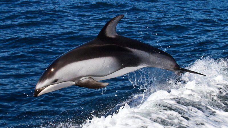 Dolphin Jumping in Ocean — Blue, Dynamic, Afternoon, Photograph