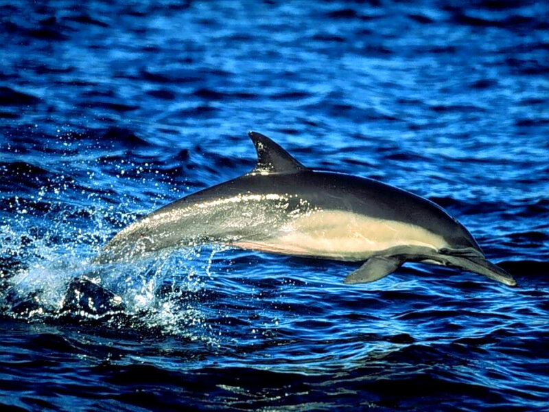 Dolphin Jumping in Ocean — Blue, Dynamic, Photograph