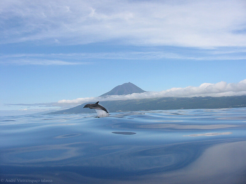 Dolphin Jumping in Ocean — Blue, Serene, Afternoon, Photograph, Mountain
