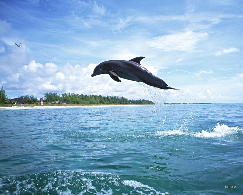 Dolphin Jumping in Ocean — Blue, Serene, Afternoon, Photograph, Sky