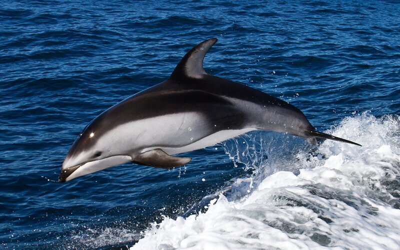 Dolphin Jumping in Ocean — Dynamic