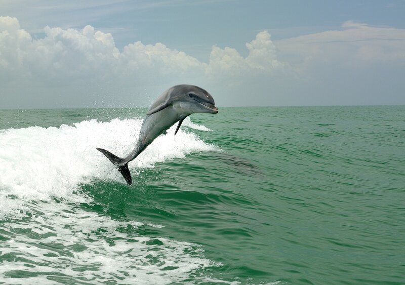 Dolphin Jumping in Ocean — Green