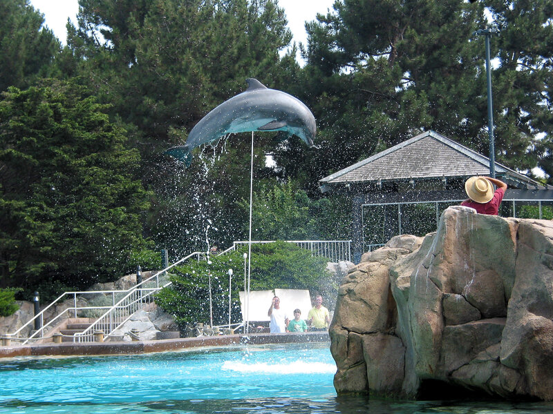 Dolphin jumping in pool